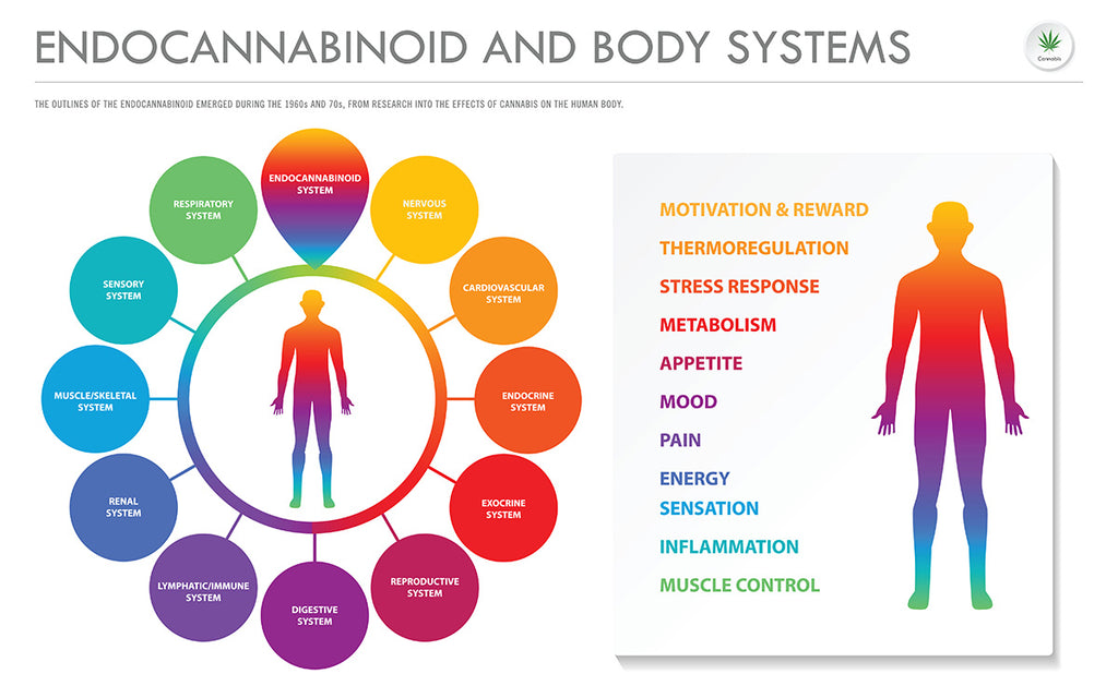 Endocannabinoids = Life